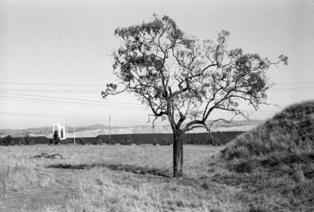 Death Row Tree, Warkworth, 2001